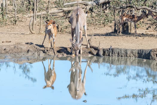 A nyala ewe, Tragelaphus angasii, and a greater kudu cow, Tragelaphus strepsiceros, at a waterhole