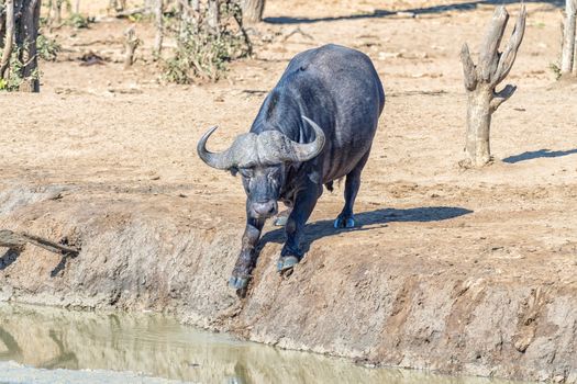 A cape buffalo, Syncerus caffer, climbing into a muddy dam