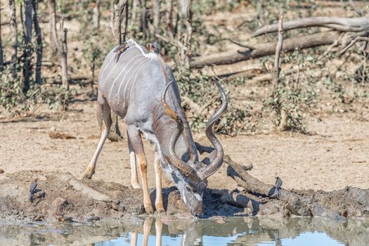 A kudu bull, Tragelaphus strepsiceros, drinking water. A yellow billed oxpecker and two red billed oxpeckers are visible on its back