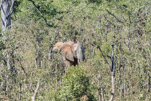 An african elephant, Loxodonta africana, in a mopani forest