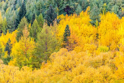 Colorful autumn foliage and green pine trees in Arrowtown, Central Otago, South Island, New Zealand.