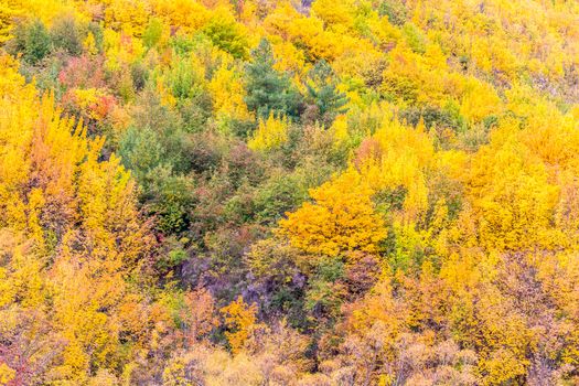 Colorful autumn foliage and green pine trees in Arrowtown, Central Otago, South Island, New Zealand.