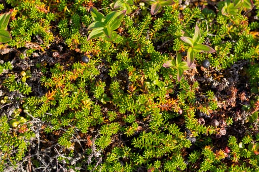 Background of crowberry thickets in coniferous leaves berries. Small black berries in leaves resembling needles. Medicinal plant of Murmansk region. Black crow berries help with fatigue