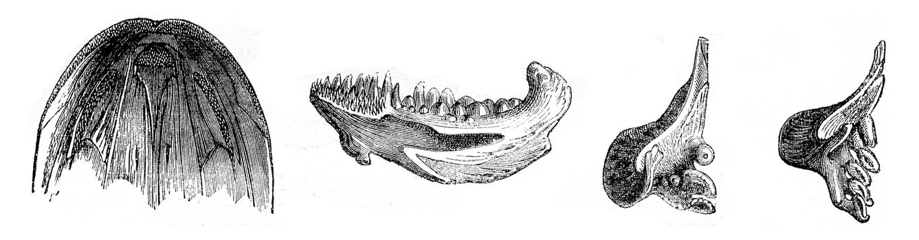 Fish teeth, vintage engraved illustration. Magasin Pittoresque (1882).
