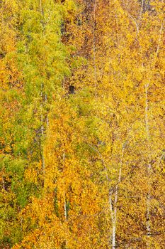 Top view on colorful autumn trees in park