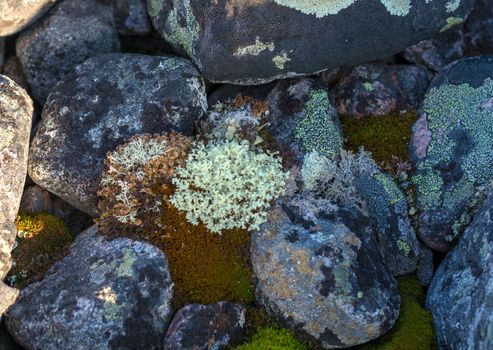 Lichens enveloping round stones. Northern latitude. White moss among the stones.