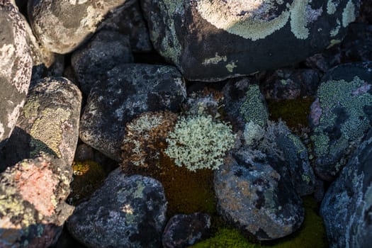 Lichens enveloping round stones. Northern latitude. White moss among the stones.