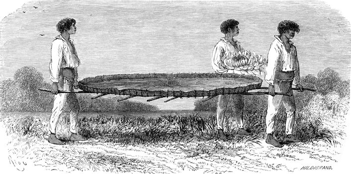 Transporting a sheet of Nymphaea, vintage engraved illustration. Le Tour du Monde, Travel Journal, (1865).