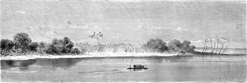 Vegetation in the Ucayali at its mouth, vintage engraved illustration. Le Tour du Monde, Travel Journal, (1865).