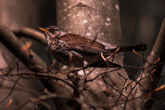 A brown birds sitting on a branch in the forest