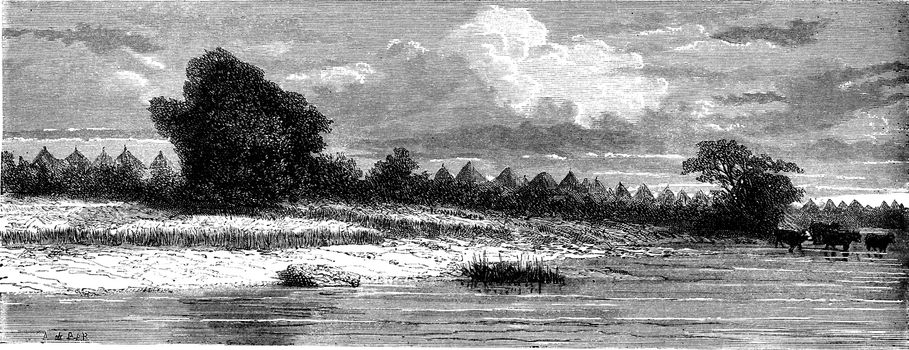 Woad, vintage engraved illustration. Le Tour du Monde, Travel Journal, (1872).
