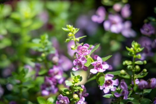 The background image of the colorful flowers, background nature