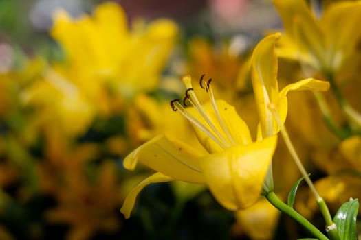 The background image of the colorful flowers, background nature