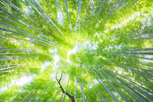 Lush vegetation in famous tourist site Bamboo forest, Kyoto, Japan. Looking up at the sky.