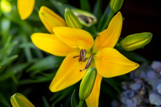 The background image of the colorful flowers, background nature