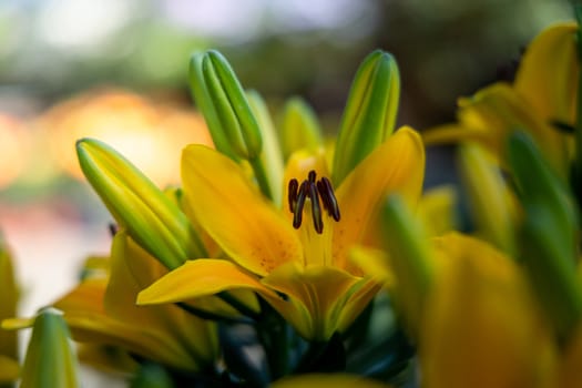 The background image of the colorful flowers, background nature