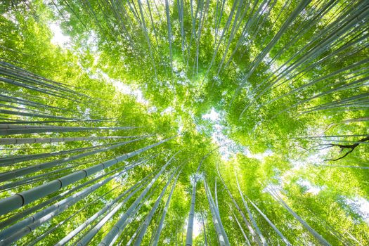 Lush vegetation in famous tourist site Bamboo forest, Kyoto, Japan. Looking up at the sky.