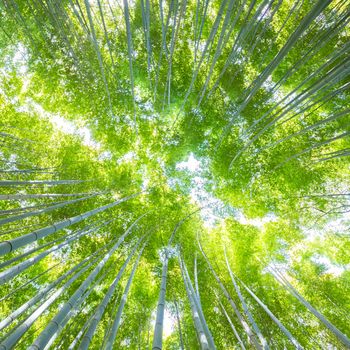 Lush vegetation in famous tourist site Bamboo forest, Kyoto, Japan. Looking up at the sky.