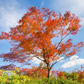 Beautiful red tree in fall with bright blue sky.
