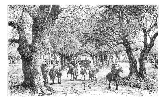 Olive Trees of Nablus in West Bank, Israel, vintage engraved illustration. Le Tour du Monde, Travel Journal, 1881
