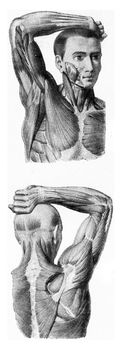 The muscles of the arm of the man hand being lifted, vintage engraved illustration. From the Universe and Humanity, 1910.
