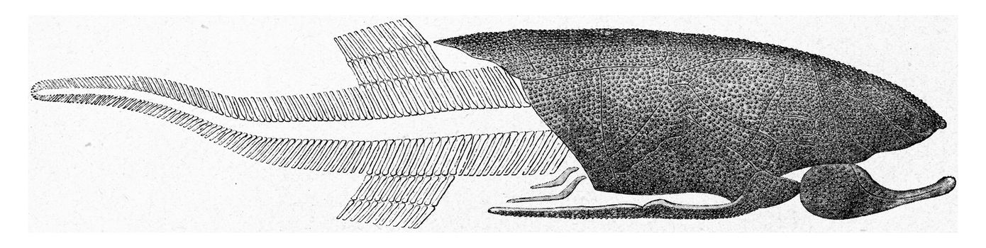 Reconstitution of a Devonian fish, vintage engraved illustration. From the Universe and Humanity, 1910.
