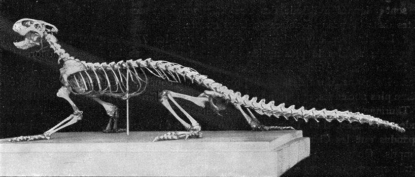 Skeleton of a modern lizard, vintage engraved illustration. From the Universe and Humanity, 1910.
