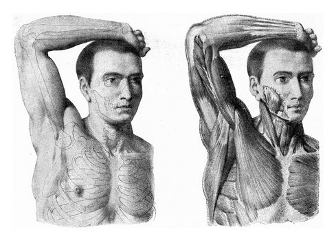 The muscles of the arm of the man hand being lifted, vintage engraved illustration. From the Universe and Humanity, 1910.
