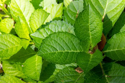 Close Up green leaf under sunlight in the garden. Natural background with copy space.