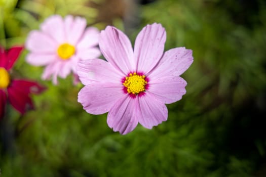 The background image of the colorful flowers, background nature