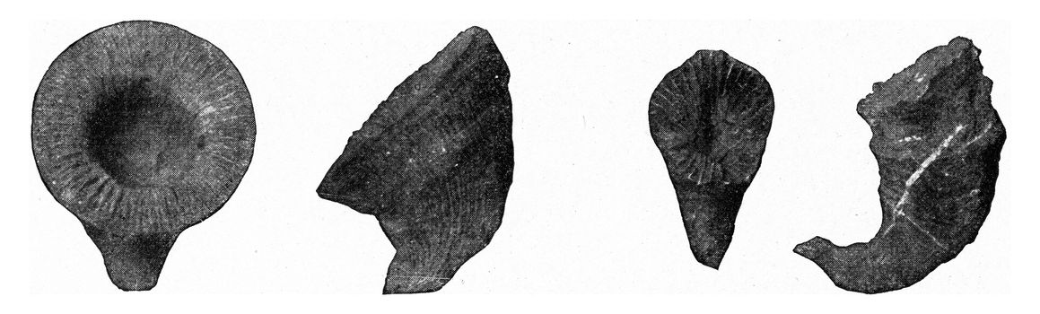 Types of extinct corals from the Paleozoic era, vintage engraved illustration. From the Universe and Humanity, 1910.
