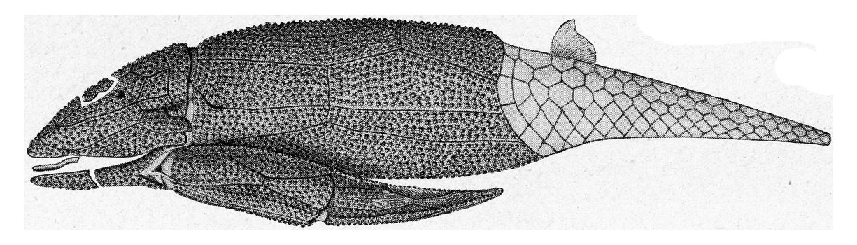 Asterolepis, shell fish of the Russian Devonian, vintage engraved illustration. From the Universe and Humanity, 1910.
