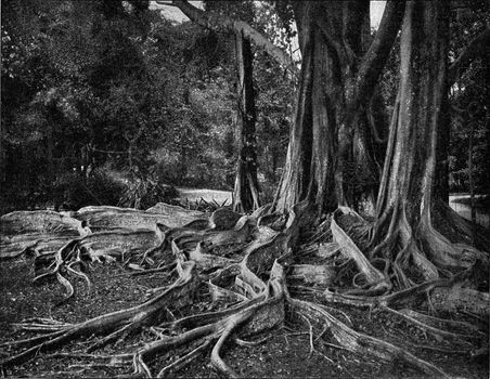 Visible roots of tropical trees, vintage engraved illustration. From the Universe and Humanity, 1910.
