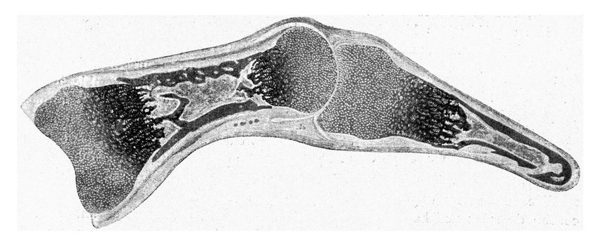 Longitudinal segment through the finger of a human embryo of a certain age, vintage engraved illustration. From the Universe and Humanity, 1910.
