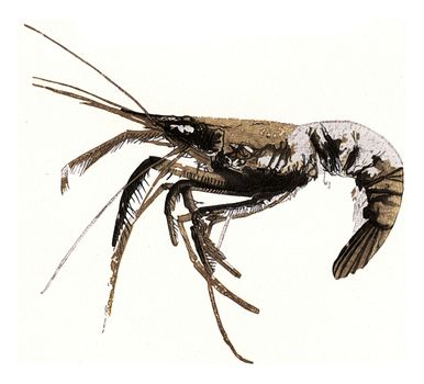 Fossil crayfish, vintage engraved illustration. From the Universe and Humanity, 1910.
