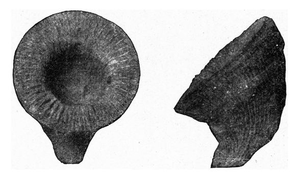 Cyathophyllum of the Devonian, vintage engraved illustration. From the Universe and Humanity, 1910.
