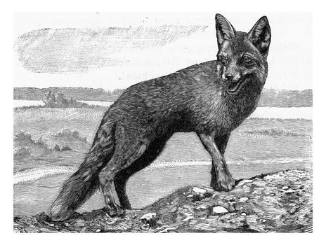 The Fox, Canis vulpes, vintage engraved illustration. From Deutch Vogel Teaching in Zoology.
