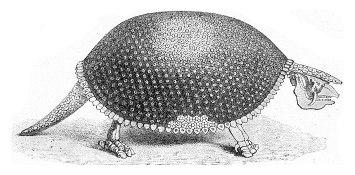 Glyptodon, a fossil armadillo, vintage engraved illustration. From the Universe and Humanity, 1910.
