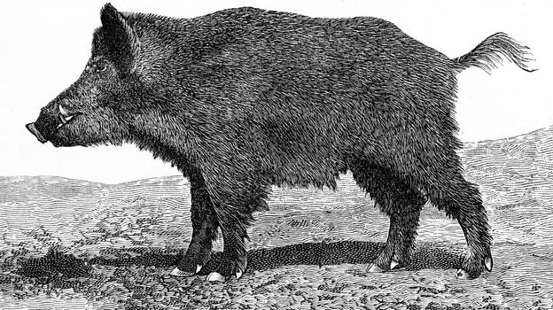 The boar, Sus scrofa, vintage engraved illustration. From Deutch Vogel Teaching in Zoology.
