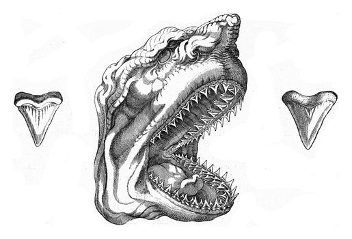 Old reproduction of a shark's head, vintage engraved illustration. From the Universe and Humanity, 1910.
