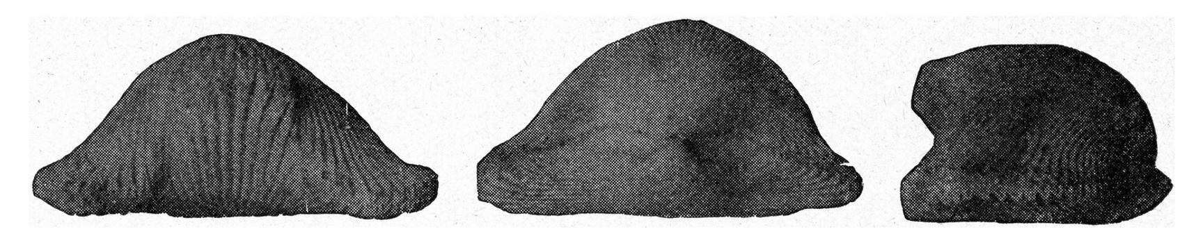 Brachiopod of the Upper Cretaceous, vintage engraved illustration. From the Universe and Humanity, 1910.

