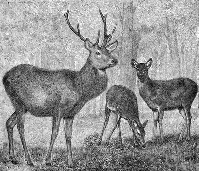 Foot of the stag, vintage engraved illustration. From Deutch Vogel Teaching in Zoology.
