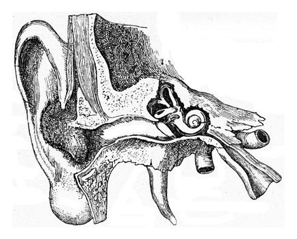 Construction of the human ear, vintage engraved illustration. From the Universe and Humanity, 1910.

