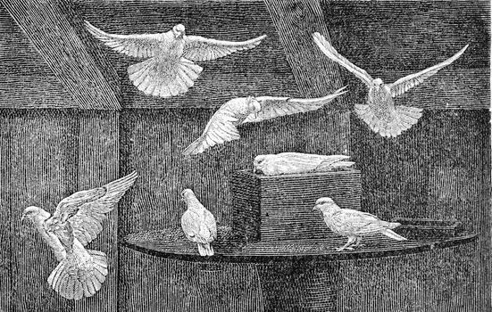 Domestic pigeons, vintage engraved illustration. From Deutch Vogel Teaching in Zoology.
