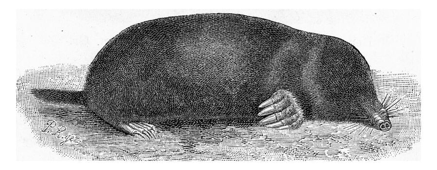 The Mole, Talpa europaea, vintage engraved illustration. From Deutch Vogel Teaching in Zoology.

