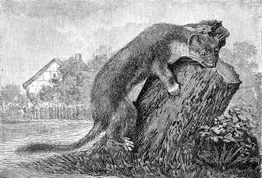 The ermine, vintage engraved illustration. From Deutch Vogel Teaching in Zoology.
