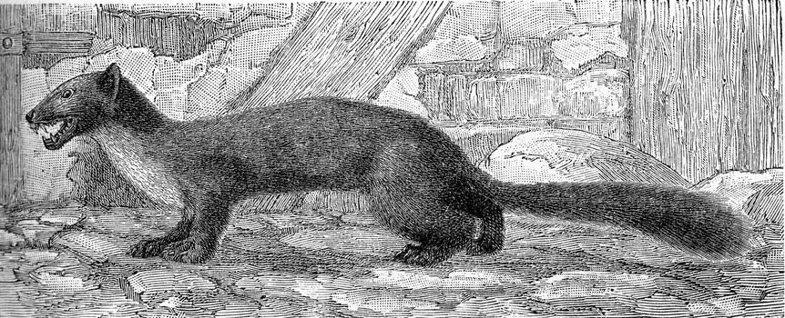 The marten, vintage engraved illustration. From Deutch Vogel Teaching in Zoology.
