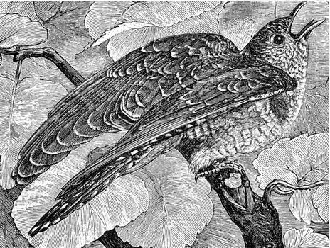 Young cuckoo, vintage engraved illustration. From Deutch Vogel Teaching in Zoology.
