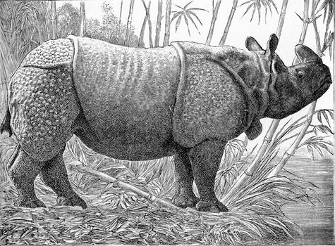 The one-horned rhino, vintage engraved illustration. From Deutch Vogel Teaching in Zoology.
