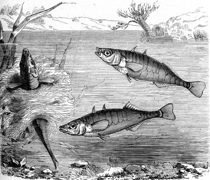 Stickleback, vintage engraved illustration. From Zoology Elements from Paul Gervais.
